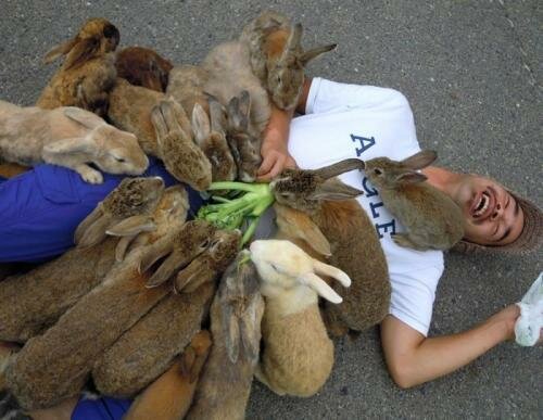 Окуносима - остров кроликов в Японии (фото)