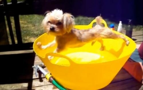 Собаки, которые очень не хотят купаться (видео)