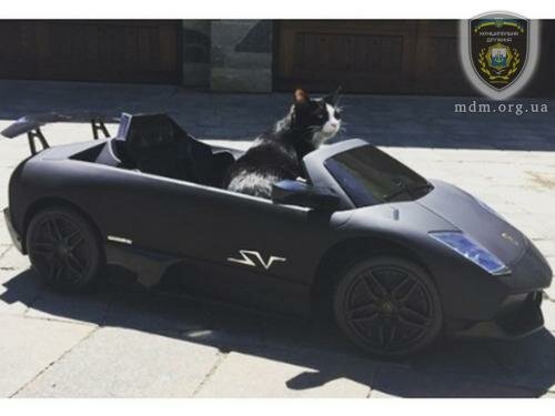 Канадский диджей купил Lamborghini для своего кота
