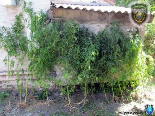 Местный житель привлечен к ответственности за выращивание наркосодержащих культур (ФОТО)