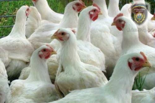 Домохозяйства Донбасса получат от ООН около 7 тысяч цыплят